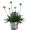Agapanthus, In 17cm-pot 1 Agapanthus, In 17cm-pot -Buitentuin agapanthus in 17cm pot 1000x1000 6247101b623b5 l