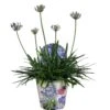 Agapanthus XL, In 24cm-pot -Buitentuin agapanthus xl in 24cm pot 1000x1000 645385e05b20b l
