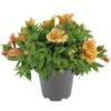 Alstroemeria, In 19cm-pot 1 Alstroemeria, In 19cm-pot -Buitentuin alstroemeria in 19cm pot 1000x1000 625ecc05d4f2e l