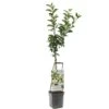 Appelboom (Malus Dom. Elstar Laagstam), In Pot -Buitentuin appel malus dom elstar laagstam 1500x1500 623c7673b9e4b l