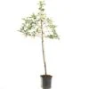 Appelboom (Malus Dom. Golden Delicious Leivorm), In Pot -Buitentuin appel malus dom golden delicious leivorm 1500x1500 623c765b5c70c l