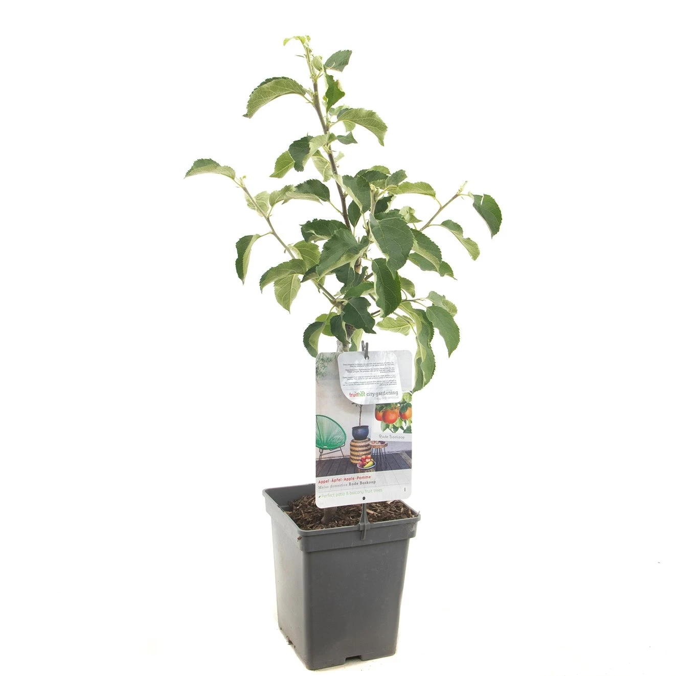 Appelboom (Malus Dom. Rode Boskoop Patio), In Pot 3 Appelboom (Malus Dom. Rode Boskoop Patio), In Pot