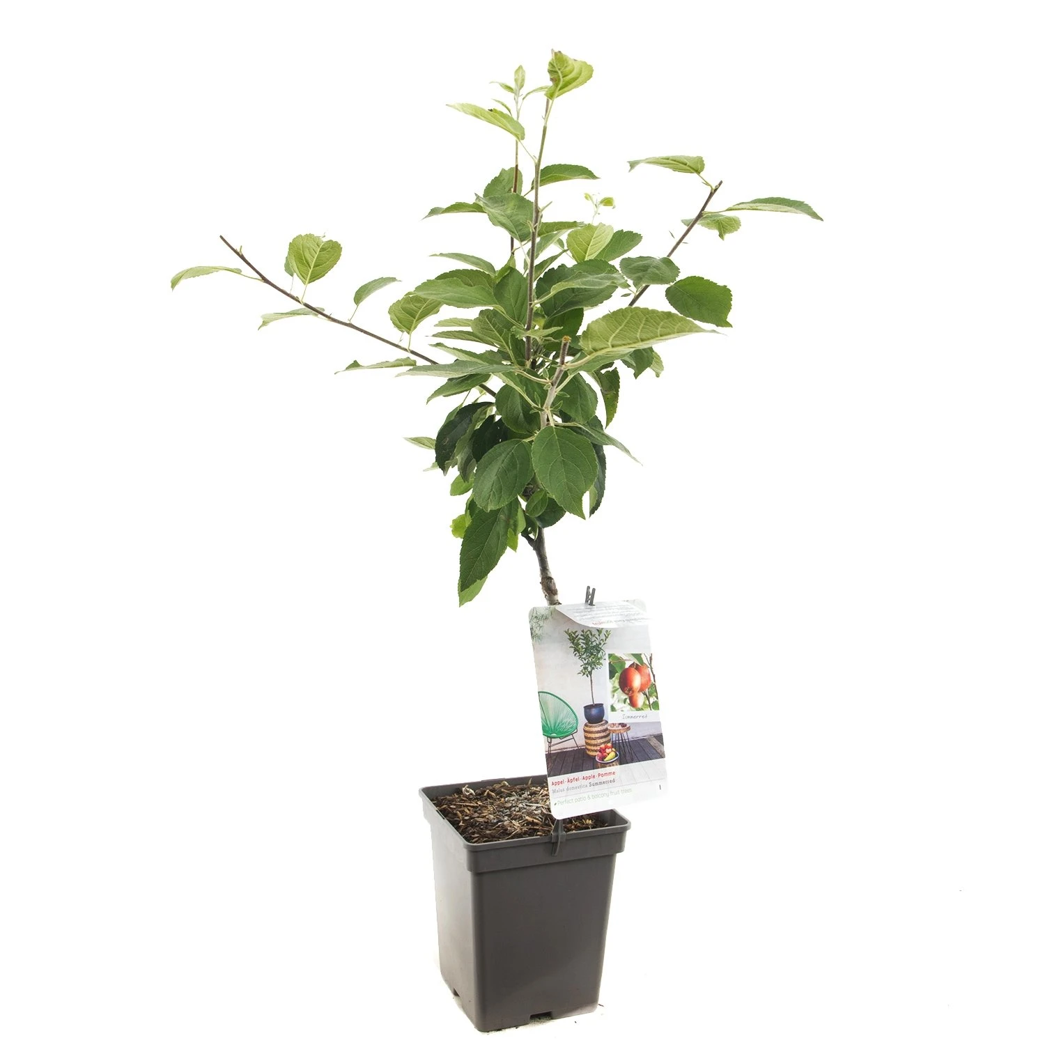 Appelboom (Malus Dom. Summerred Patio), In Pot 3 Appelboom (Malus Dom. Summerred Patio), In Pot