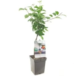 Appelboom (Malus Dom. Topaz Patio), In Pot