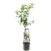 Appelboom Wonder Tree Delcorf -Buitentuin appelboom wonder tree delcorf 1500x1500 624ecdbba8642 l