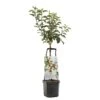 Appelboom Wonder Tree Santana -Buitentuin appelboom wonder tree santana 1500x1500 624ece981098b l