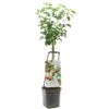 Appelboom Wonder Tree Topaz 2 Appelboom Wonder Tree Topaz -Buitentuin appelboom wonder tree topaz 1500x1500 624ed209e86d2 l