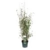 Bamboe Fargesia Black Shadow, In 23cm-pot 2 Bamboe Fargesia Black Shadow, In 23cm-pot -Buitentuin bamboe fargesia black shadow in 23cm pot 1000x1000 6427f5bc245d9 l
