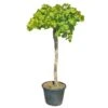 Druivenboom, In 45 Liter-pot -Buitentuin druivenboom in 45 liter pot 1000x1000 625410af02b97 l