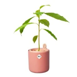 Elho Amazing Avocado Pot Bruin 13 Elho Amazing Avocado Pot Bruin -Buitentuin elho amazing avocado pot bruin 1000x1000 64aeba7c1a4a9 l