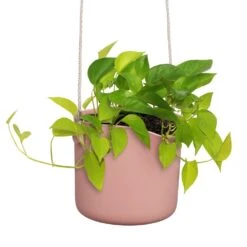 Elho B.for Swing 18 Cm Roze -Buitentuin elho b for swing 18 cm roze 1000x1000 64aebb42ab8da l