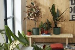 Elho Bloempot B.for Soft Rond 25cm Groen -Buitentuin elho bloempot b for soft rond 25cm groen 800x533 620e3ddf5a154 l