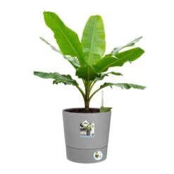 Elho Bloempot Greensense Aqua Care Rond 35cm Grijs 12 Elho Bloempot Greensense Aqua Care Rond 35cm Grijs -Buitentuin elho bloempot greensense aqua care rond 35cm grijs 800x800 620e3d90ad4f0 l