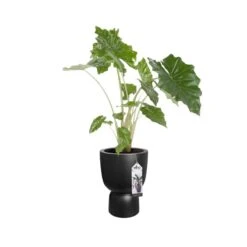 Elho Bloempot Pure Coupe 41cm Zwart -Buitentuin elho bloempot pure coupe 41cm zwart 800x800 620e3cf895f7e l