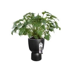 Elho Bloempot Pure Coupe 41cm Zwart -Buitentuin elho bloempot pure coupe 41cm zwart 800x800 620e3cf8d370f l