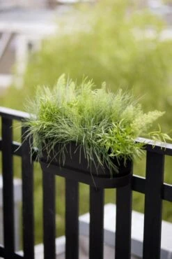 Elho Plantenbak Greenville Easy Balcony 52cm Zwart -Buitentuin elho plantenbak greenville easy balcony 52cm zwart 534x800 620e3d739f18a l