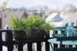 Elho Plantenbak Greenville Easy Balcony 52cm Zwart -Buitentuin elho plantenbak greenville easy balcony 52cm zwart 800x534 620e3d73e2a5d l