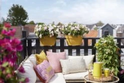 Elho Plantenbak Vibia Campana Flower Bridge 40cm Geel 13 Elho Plantenbak Vibia Campana Flower Bridge 40cm Geel -Buitentuin elho plantenbak vibia campana flower bridge 40cm geel 800x534 620e3d12b1b1c l