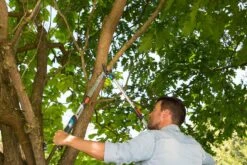 GARDENA Takkenschaar TeleCut Long 650-900 B 8 GARDENA Takkenschaar TeleCut Long 650-900 B -Buitentuin gardena telecut long 650 900b 1500x1001 640af7f15744f l