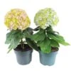 Hortensia Avantgarde, In 23cm-pot -Buitentuin hortensia avantgarde in 23cm pot 1000x1000 641d698b8e43f l