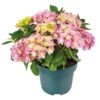 Hortensia Double Dutch, In 23cm-pot 1 Hortensia Double Dutch, In 23cm-pot -Buitentuin hortensia double dutch in 23cm pot 1000x1000 641d68c0ec818 l