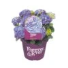 Hortensia Forever&Ever, In 23cm-pot 2 Hortensia Forever&Ever, In 23cm-pot -Buitentuin hortensia forever ever in 23cm pot 1000x1000 6427f57c35193 l