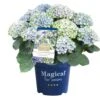 Hortensia Magical, In 23cm-pot -Buitentuin hortensia magical in 23cm pot 1000x1000 641d69dbe002f l