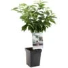 Kersenboom (Prunus Avium Dubbele Meikers Patio), In Pot -Buitentuin kers prunus avium dubbele meikers patio 1108x1108 623c76f10f03a l