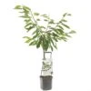 Kersenboom (Prunus Avium Sunburst Laagstam), In Pot -Buitentuin kers prunus avium sunburst laagstam 1500x1500 623c76845c3a1 l