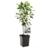 Kersenboom (Prunus Cerasus Morel Patio), In Pot -Buitentuin kers prunus cerasus morel patio 1500x1500 623c76f39314e l