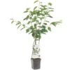 Kersenboom Wonder Tree Lapins -Buitentuin kersenboom wonder tree lapins 1500x1500 624ecce6343ee l