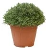 Lavendel, In 30cm-pot 2 Lavendel, In 30cm-pot -Buitentuin lanvendel in 30cm pot 800x800 62273561adc92 l
