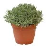 Lavendel, In 25cm-pot -Buitentuin lavendel in 25cm pot 800x800 6227356176881 l