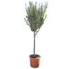 Olijfboom 160cm, In 27cm-pot -Buitentuin olijfboom 160cm in 27cm pot 1000x1000 62568eabda9e9 l