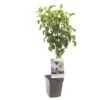 Perenboom (Pyrus Comm. Beurré Hardy Patio), In Pot -Buitentuin peer pyrus comm beurre hardy patio 1500x1500 623c76e829ff3 l