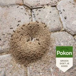 Pokon Tegen Mieren Korrels 400gr 11 Pokon Tegen Mieren Korrels 400gr -Buitentuin pokon tegen mieren korrels 400gr 1000x1000 6221fb52c5ede l