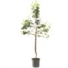 Pruimenboom (Prunus Dom. Bleue De Belgique Leivorm), In Pot -Buitentuin pruim prunus dom bleue de belgique lei 1500x1500 623c766536edc l