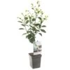 Pruimenboom (Prunus Dom. Opal Patio), In Pot 2 Pruimenboom (Prunus Dom. Opal Patio), In Pot -Buitentuin pruim prunus dom opal patio 1518x1518 623c76ec849dd l