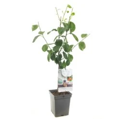 Pruimenboom (Prunus Dom. Victoria Patio), In Pot