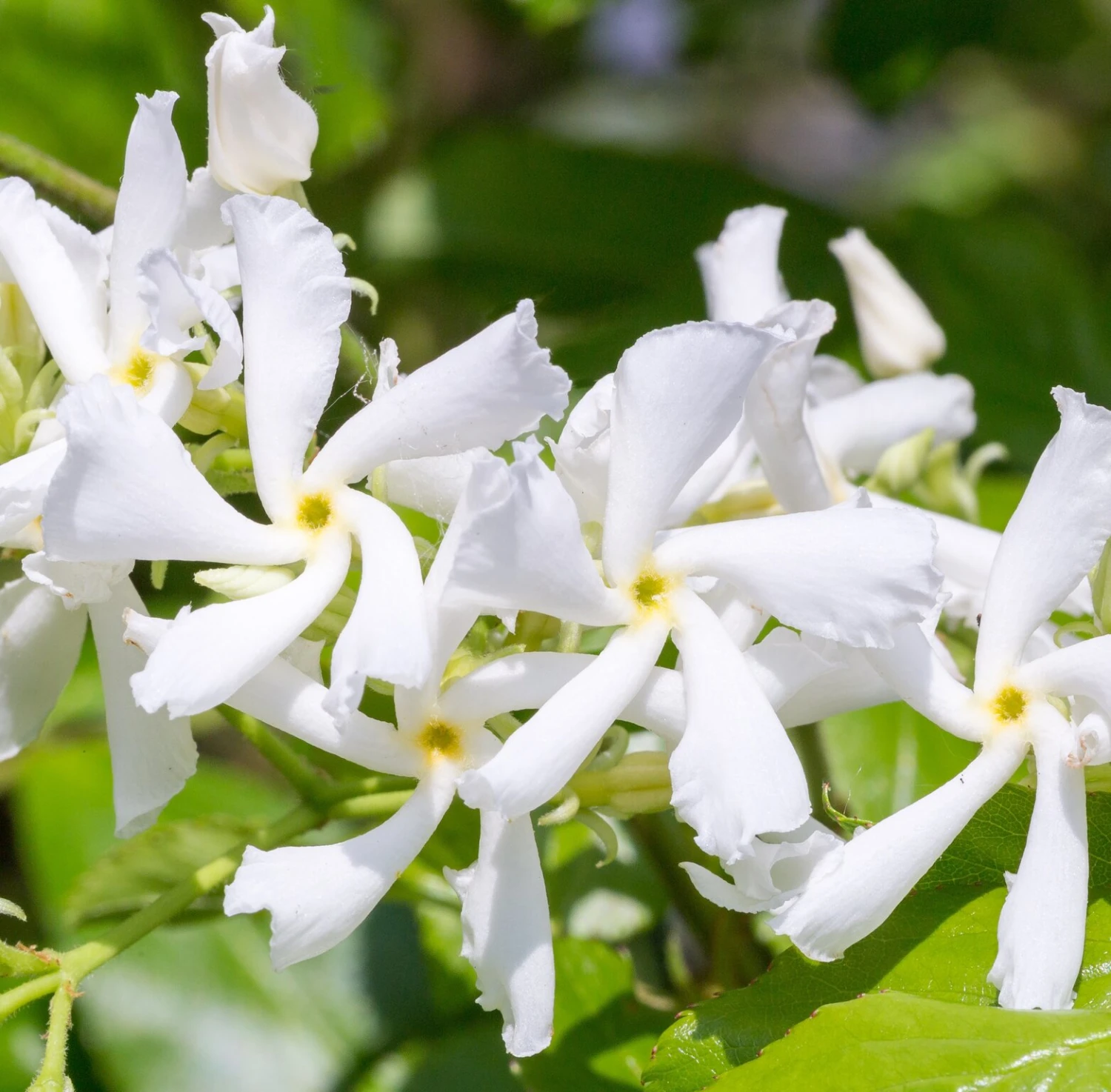 Toscaanse Jasmijn XL 95cm Hoog, In 17cm-pot 4 Toscaanse Jasmijn XL 95cm Hoog, In 17cm-pot - Afbeelding 2