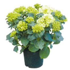 Tuinhortensia, In 23cm-pot