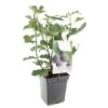 Vijgenboom (Ficus Carica Brown Turkey), In Pot -Buitentuin vijg ficus carica brown turkey 1500x1500 623c76aa6c05a l
