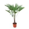 Winterharde Palm 150cm Hoog, In 35cm-pot -Buitentuin winterharde palm 150cm hoog in 35cm pot 1000x1000 6255853d235f6 l